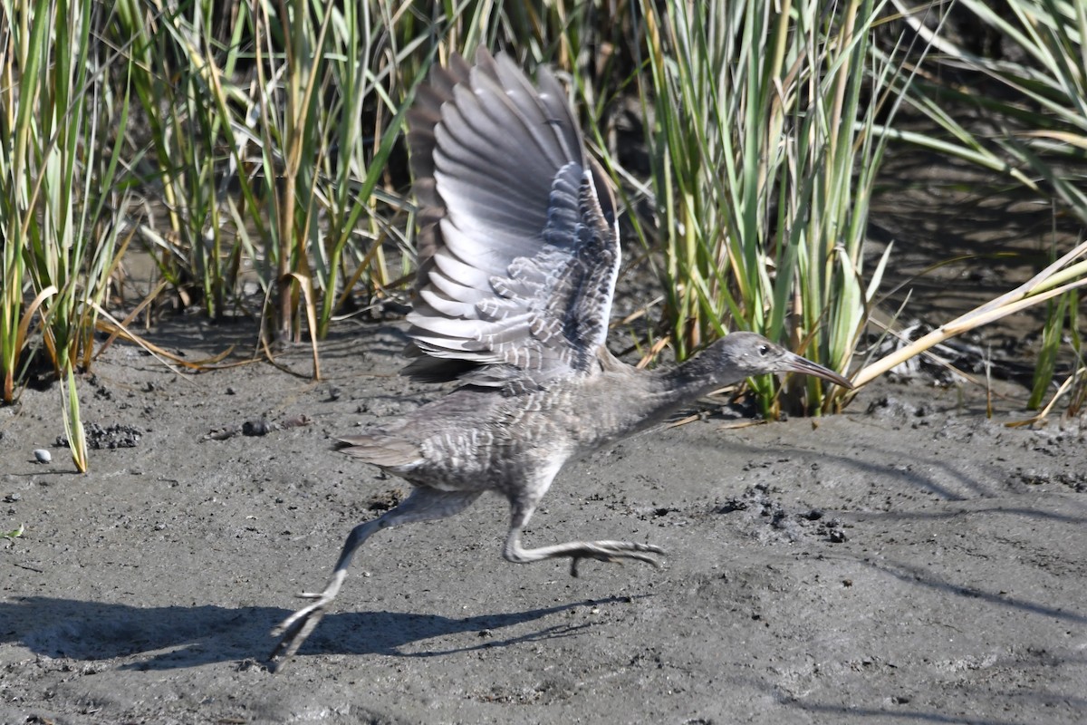 Clapper Rail - Justin Hamlin