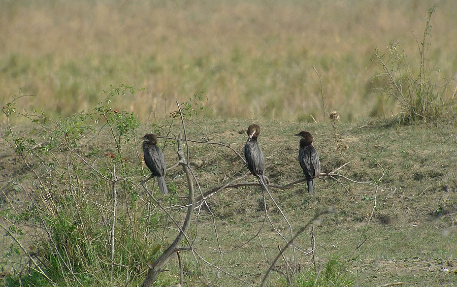 Pygmy Cormorant - ML622912501