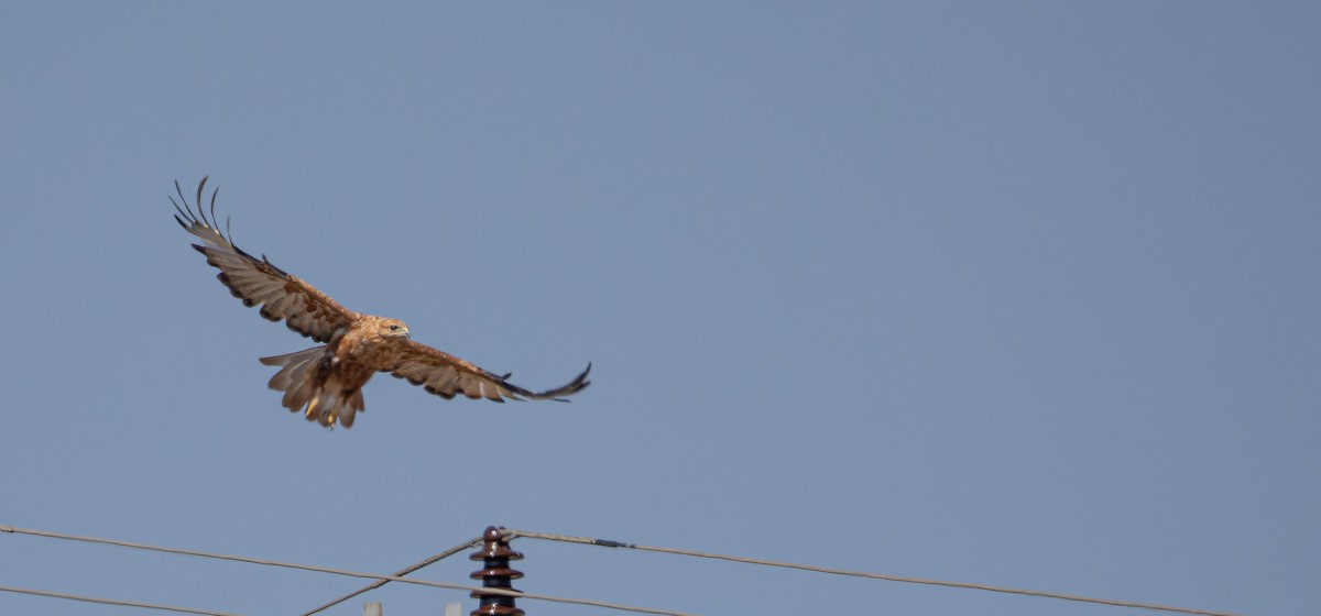 Long-legged Buzzard - ML622912689