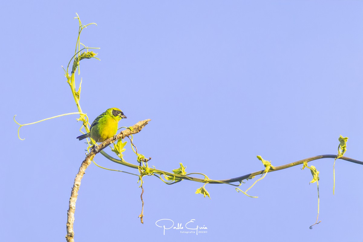 Green-and-gold Tanager - ML622912695