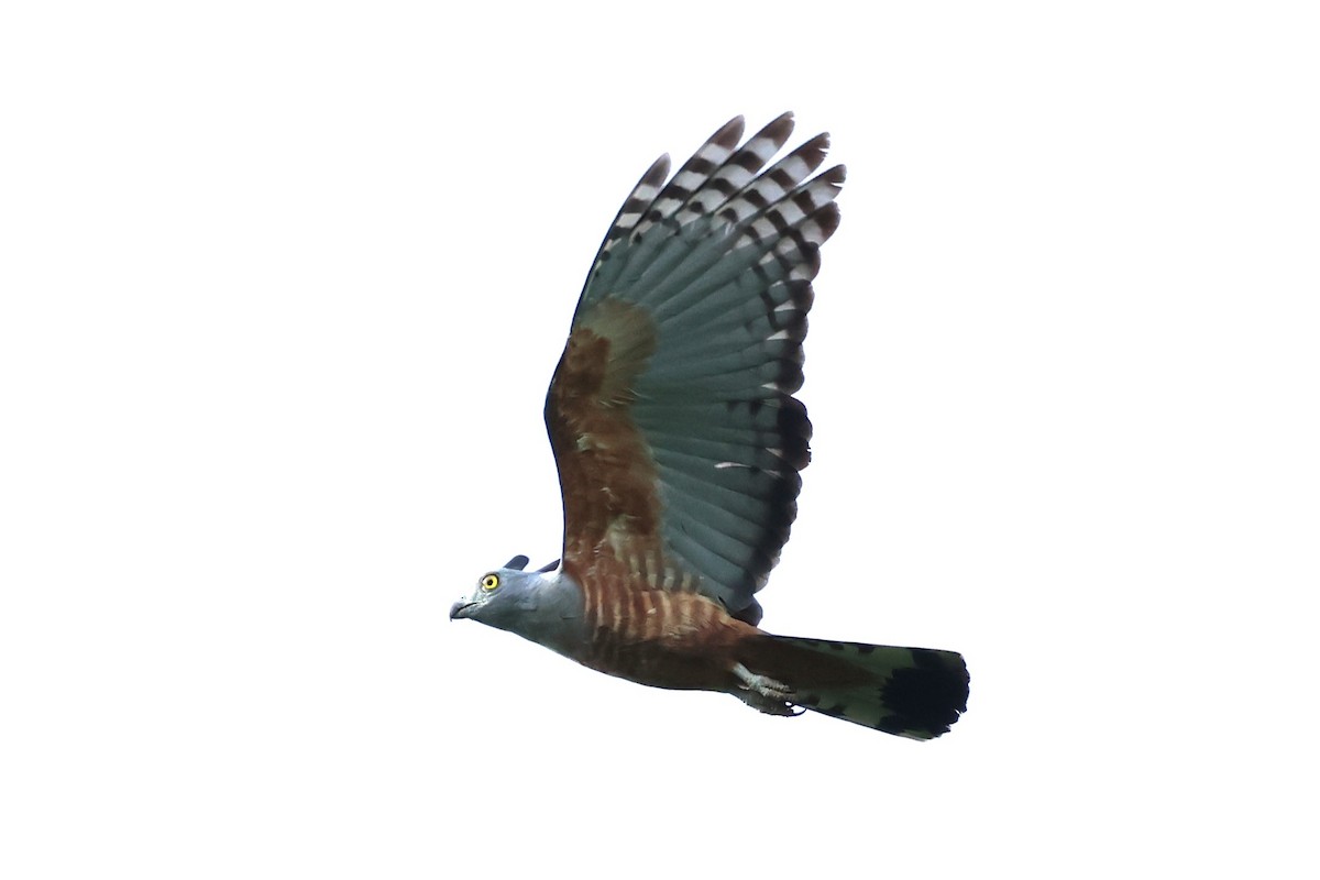 Pacific Baza - ML622912733