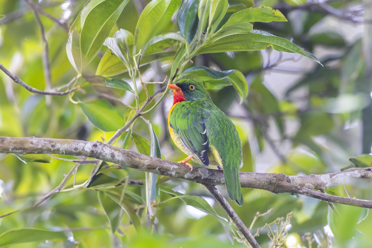 Scarlet-breasted Fruiteater - ML622912752