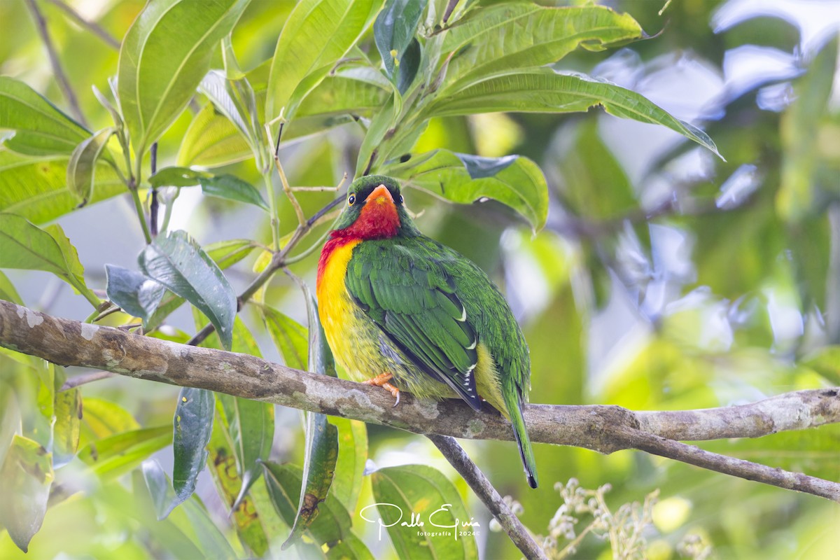 Scarlet-breasted Fruiteater - ML622912753