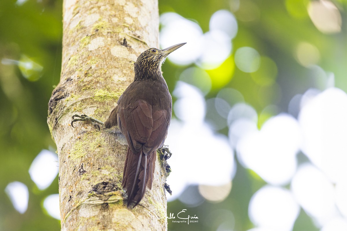 Strong-billed Woodcreeper - ML622912762