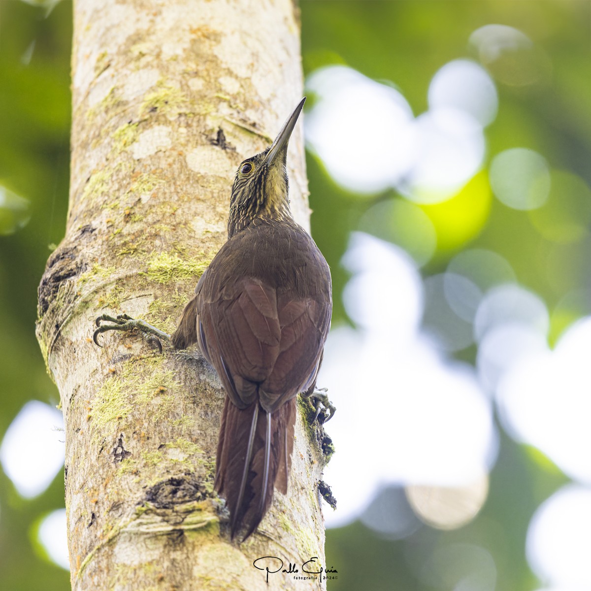 Strong-billed Woodcreeper - ML622912764