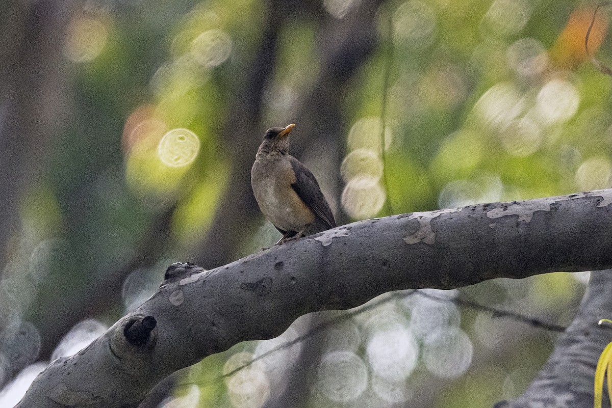 African Thrush (African) - ML622912768