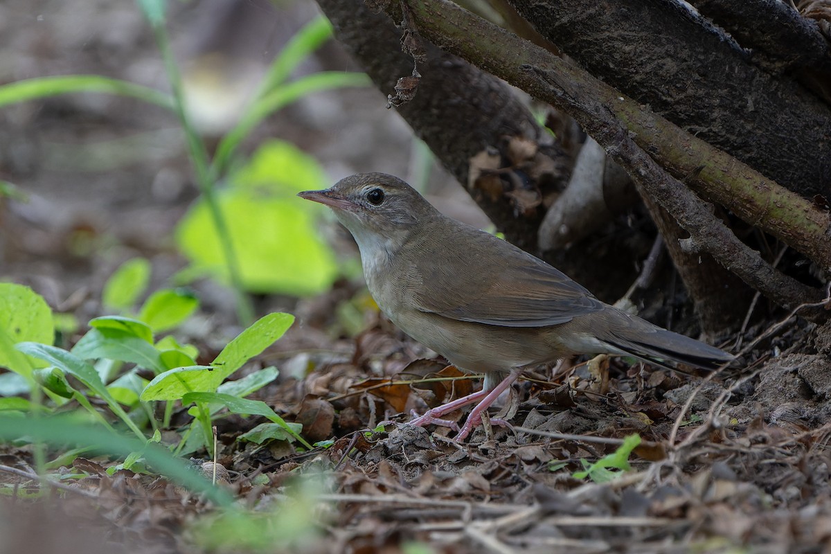 Chinese Bush Warbler - ML622912798