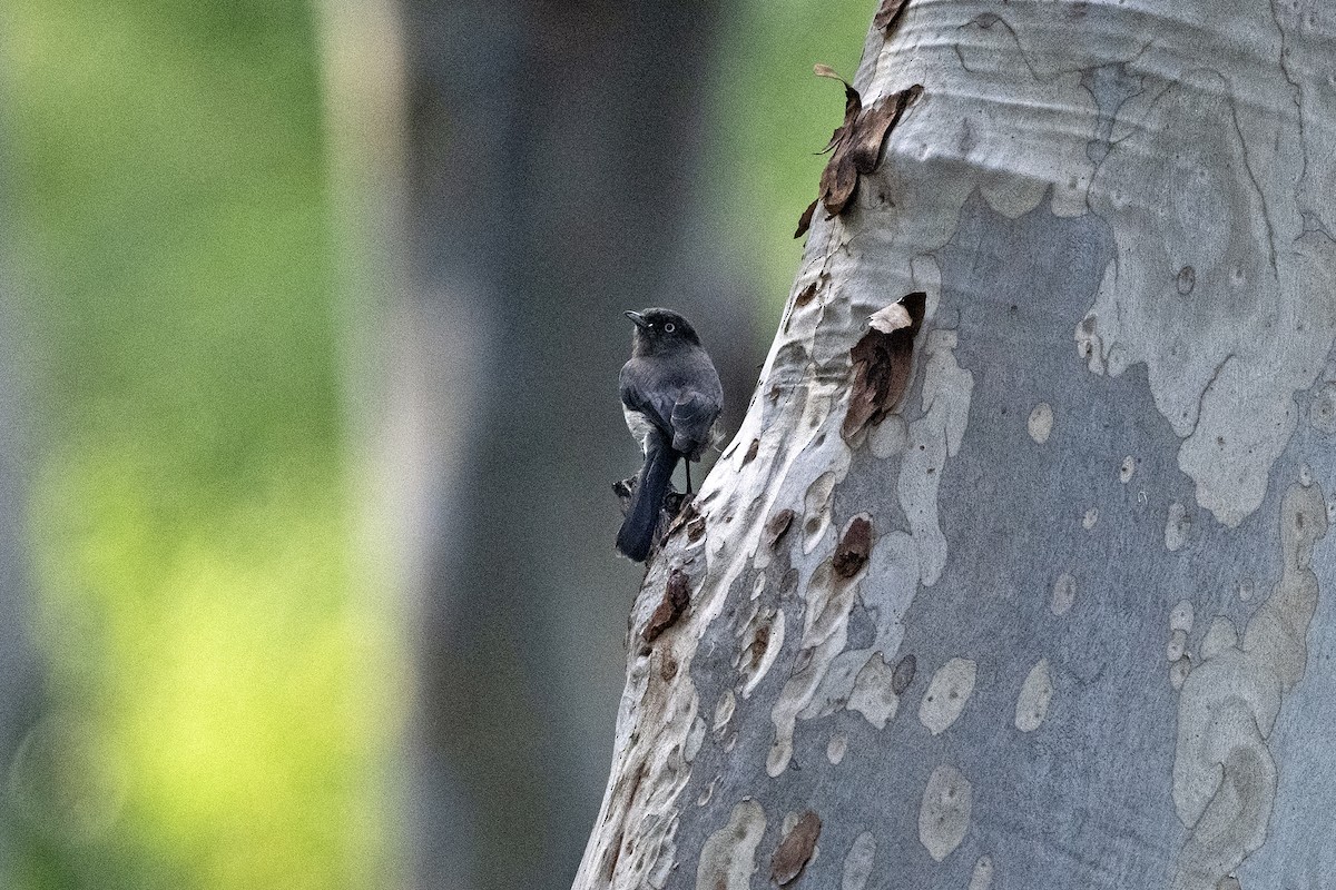 Abyssinian Slaty-Flycatcher - Wachara  Sanguansombat