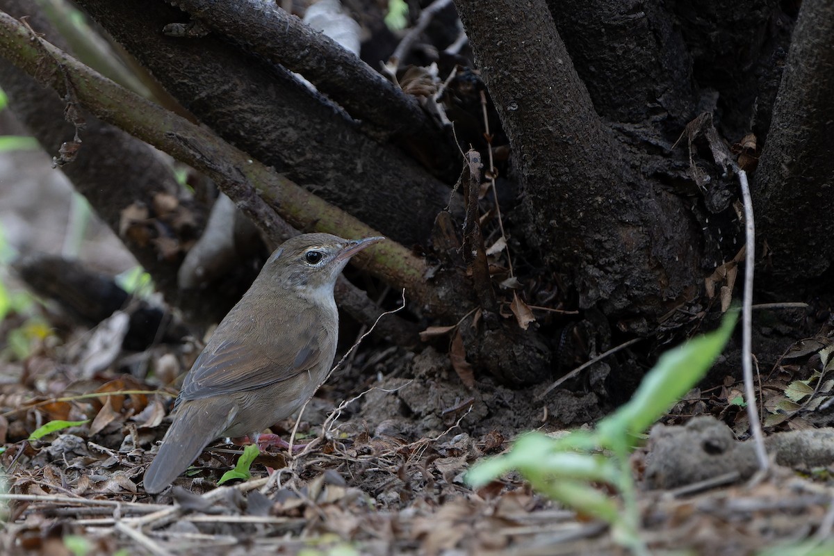 Chinese Bush Warbler - ML622912803