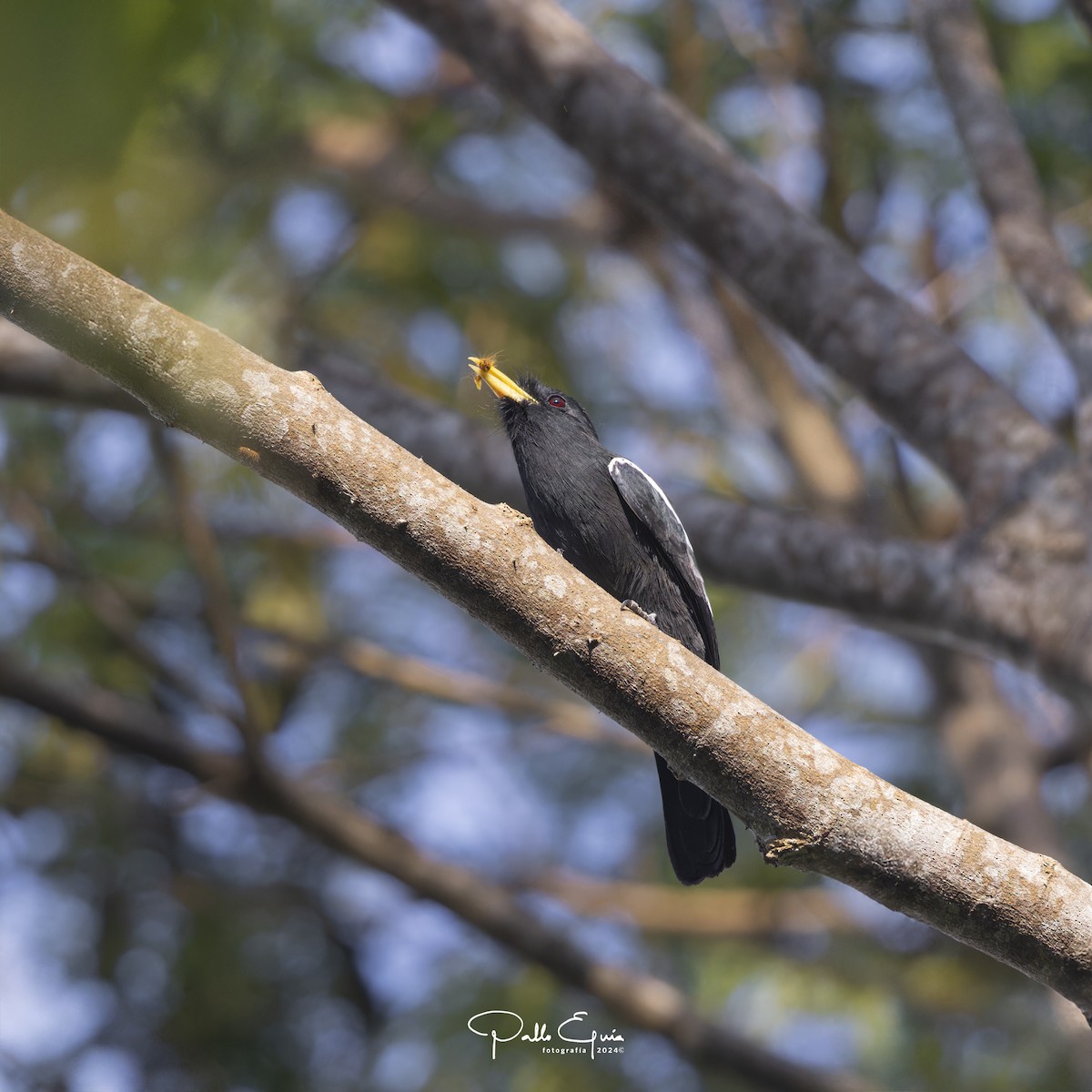 Yellow-billed Nunbird - ML622912873