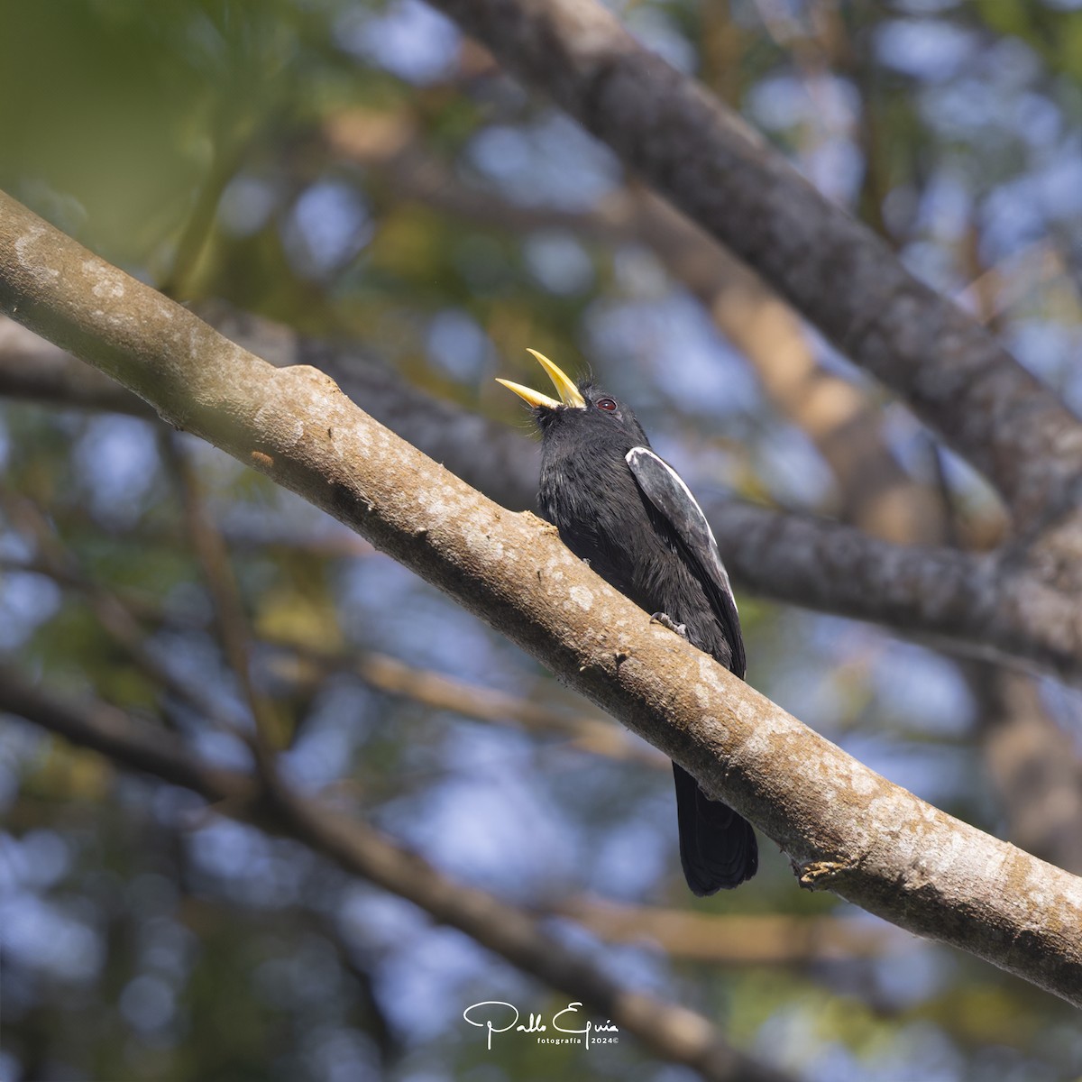 Yellow-billed Nunbird - Pablo Eguia