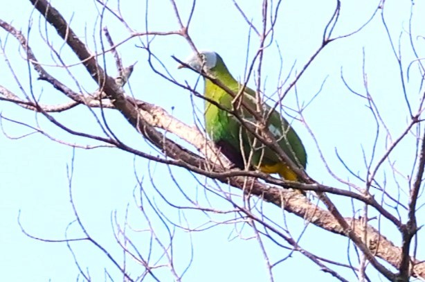 Gray-headed Fruit-Dove - ML622912880