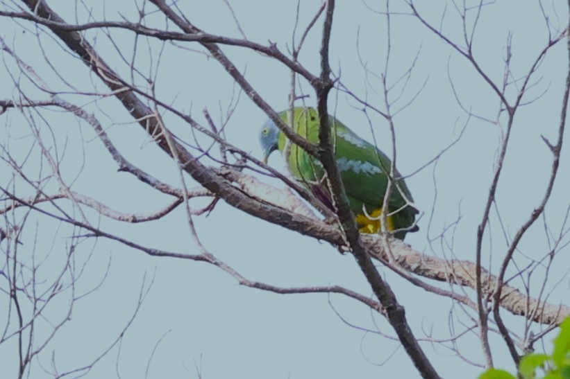 Gray-headed Fruit-Dove - ML622912887