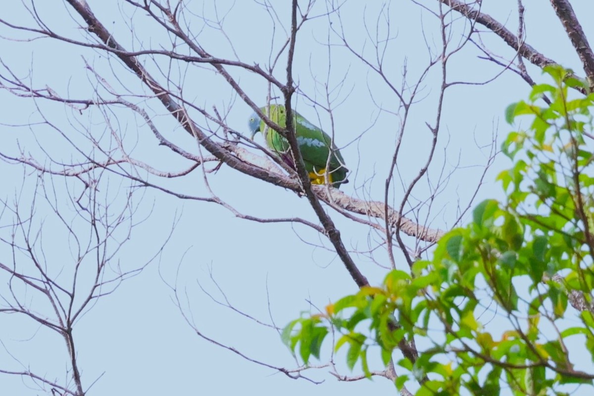 Gray-headed Fruit-Dove - ML622912893