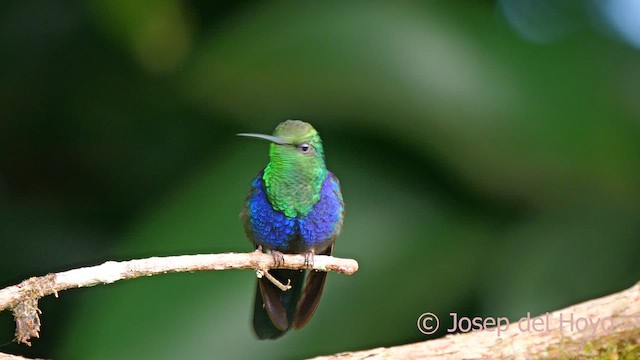 Fork-tailed Woodnymph - ML622912894