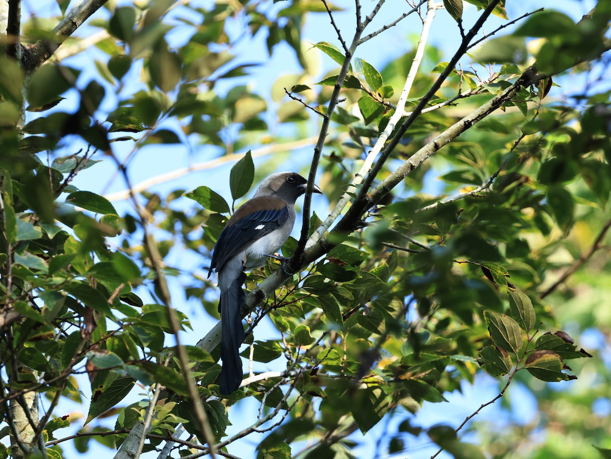 Gray Treepie - ML622912922