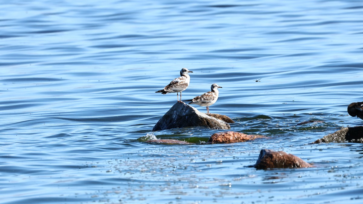 Herring Gull - Alfas Pliūra