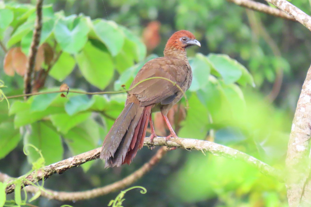 Variable Chachalaca - ML622912948