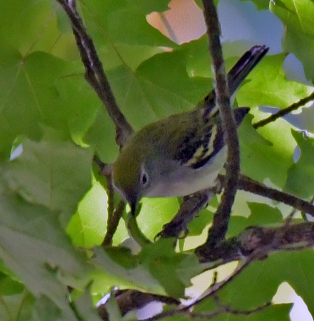 Chestnut-sided Warbler - Connie Galey