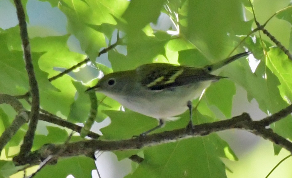 Chestnut-sided Warbler - Connie Galey