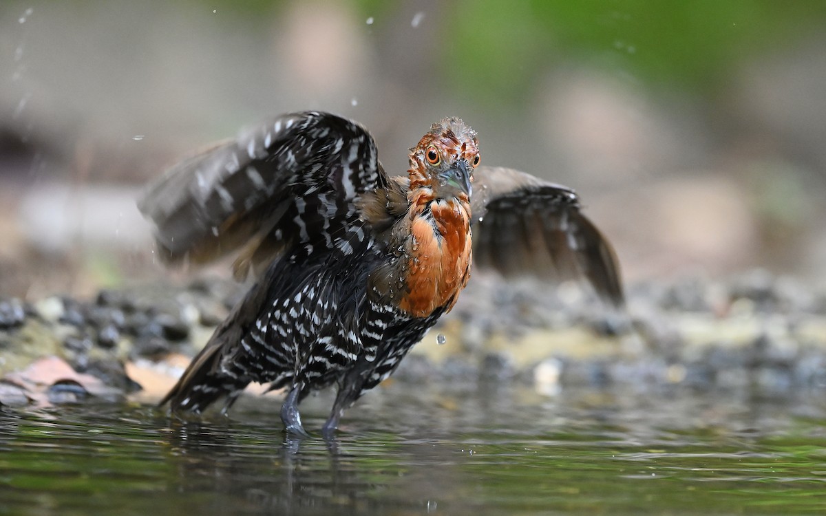 Slaty-legged Crake - ML622912972