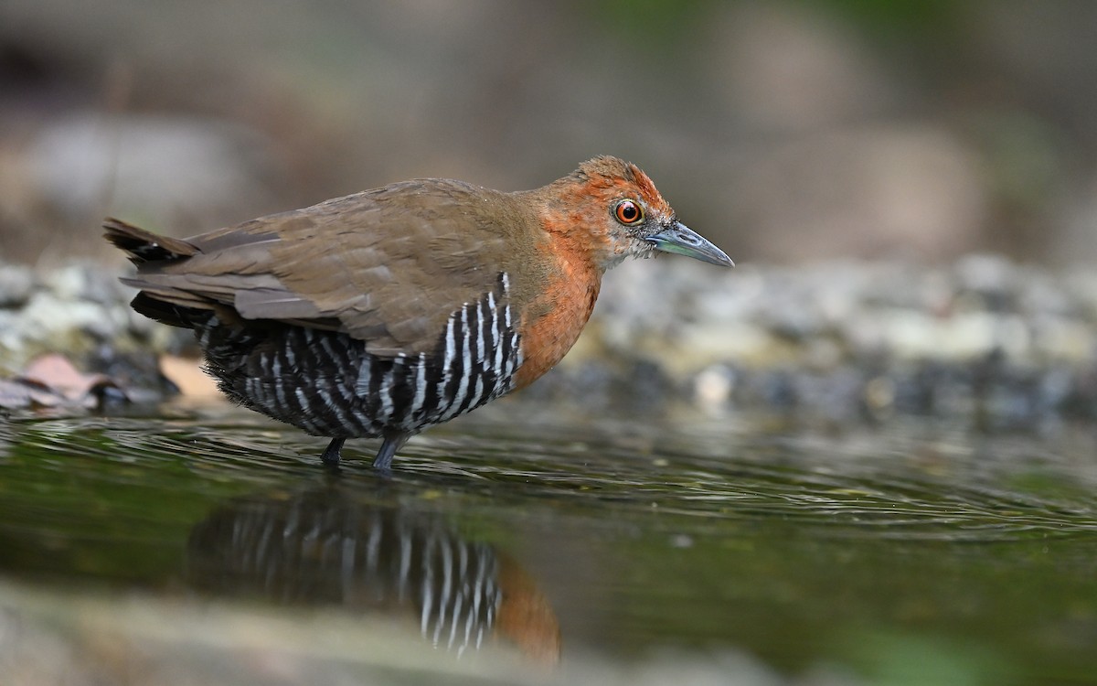 Slaty-legged Crake - ML622912973