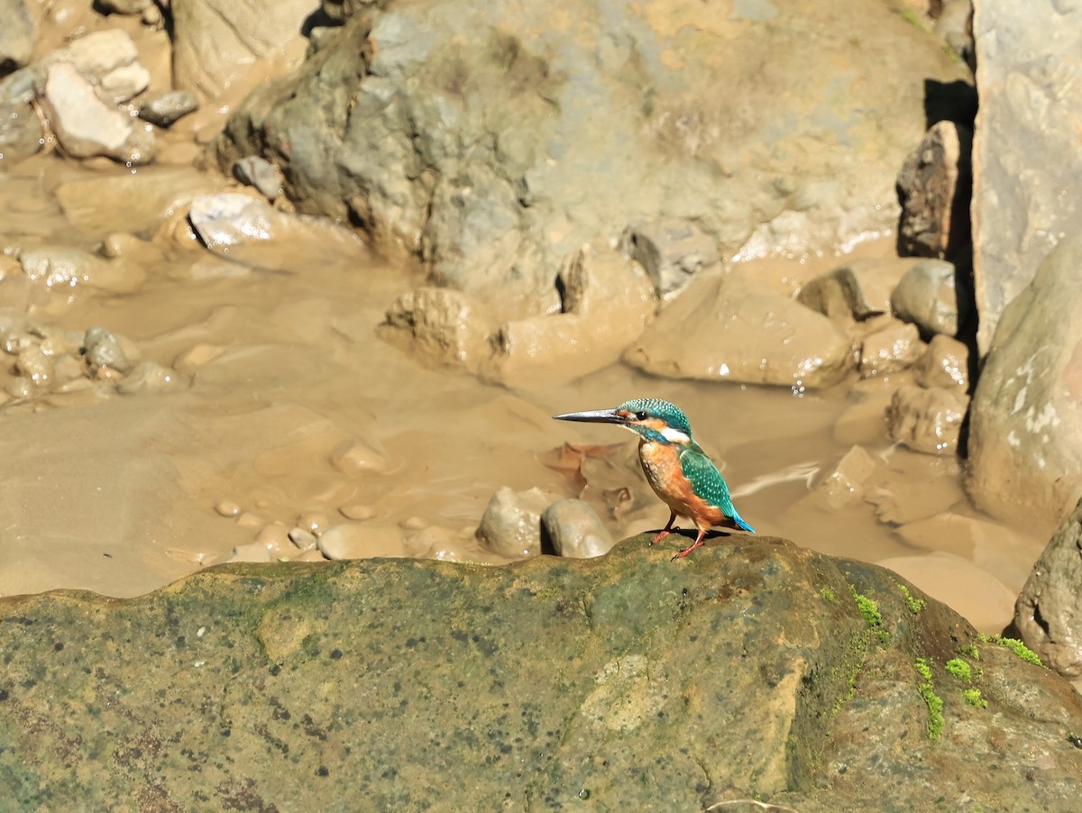 Common Kingfisher - ML622912994