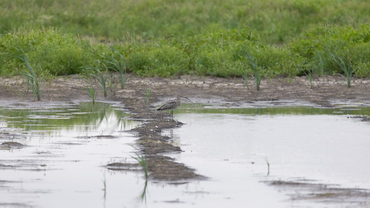 Eurasian Curlew - ML622913030