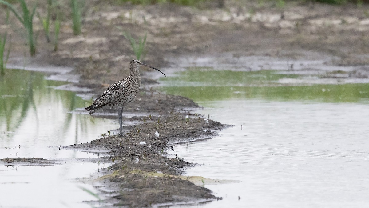 Eurasian Curlew - ML622913031