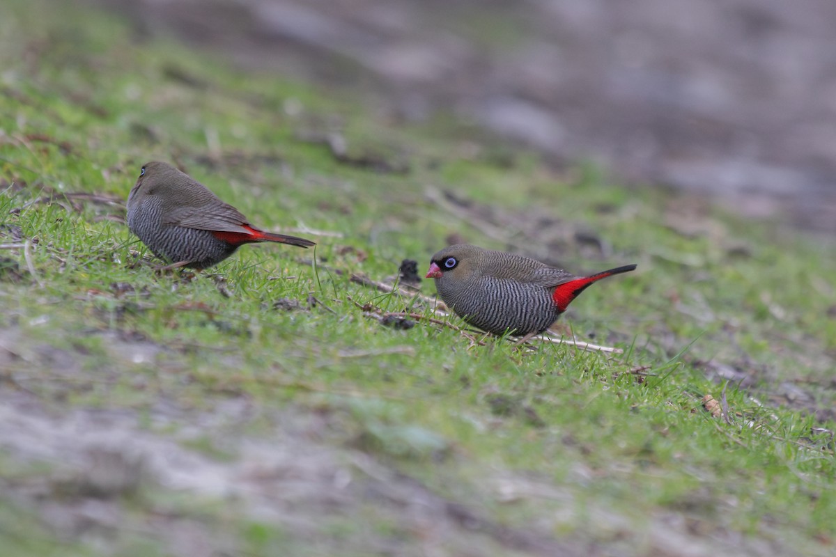 Beautiful Firetail - ML622913032