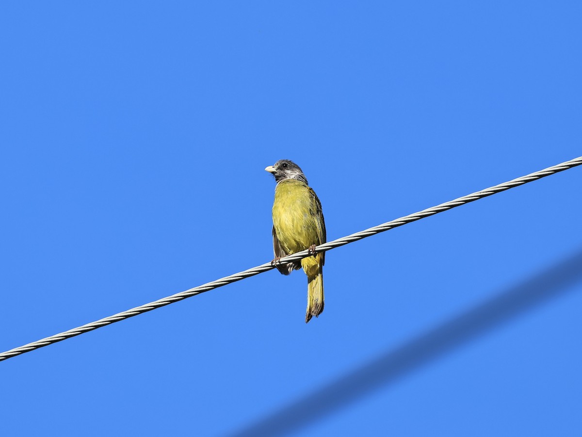 Collared Finchbill - ML622913059