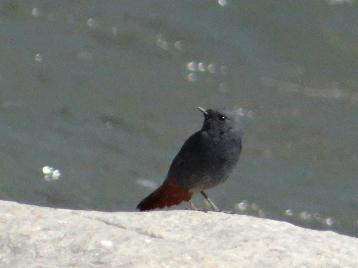 Plumbeous Redstart - ML622913064