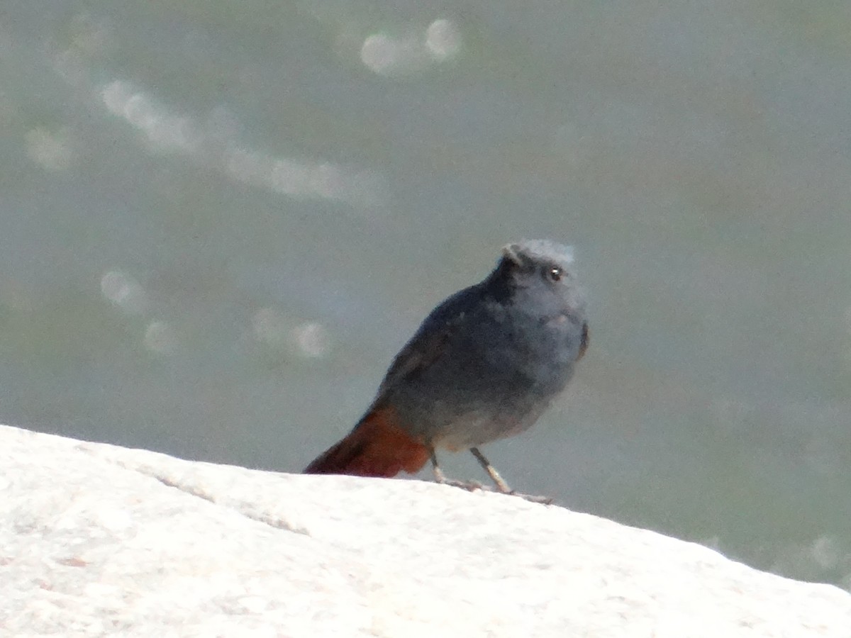 Plumbeous Redstart - ML622913065