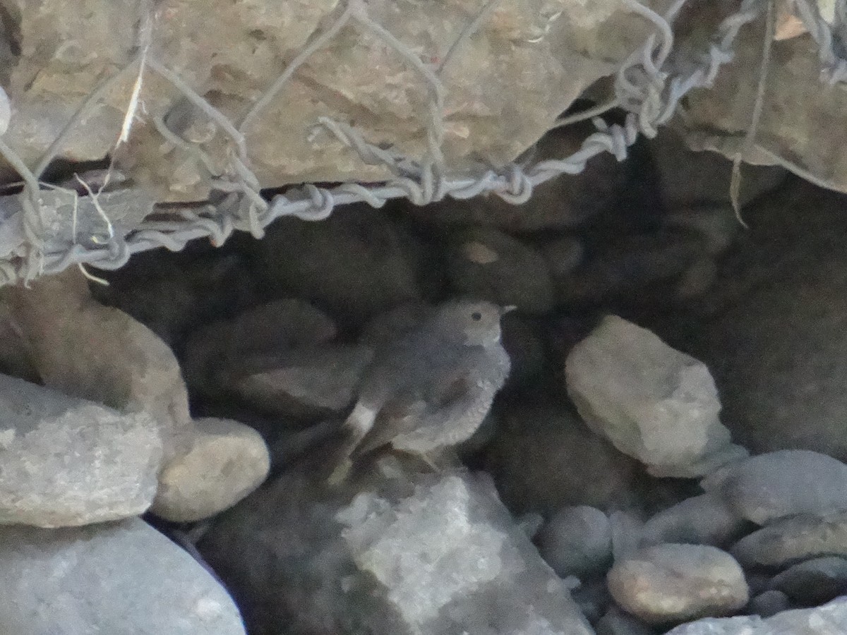 Plumbeous Redstart - ML622913070