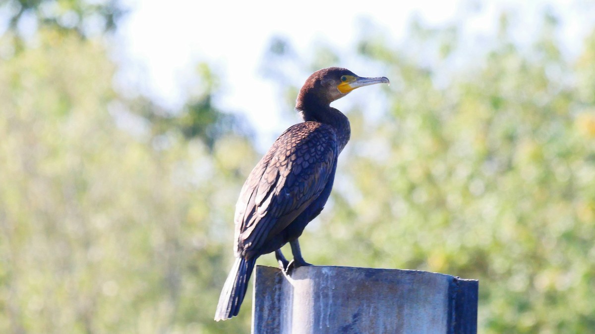 Cormorán Grande - ML622913073