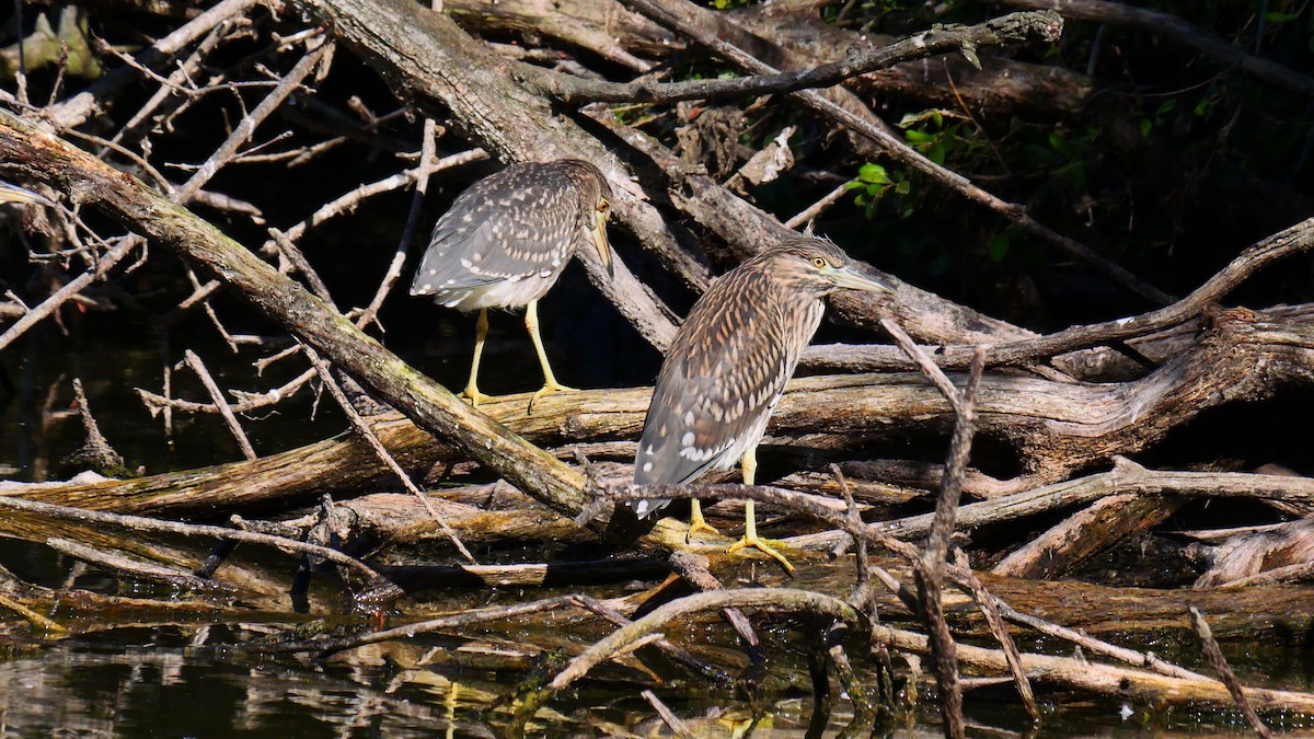 Black-crowned Night Heron - Babeth Bureste