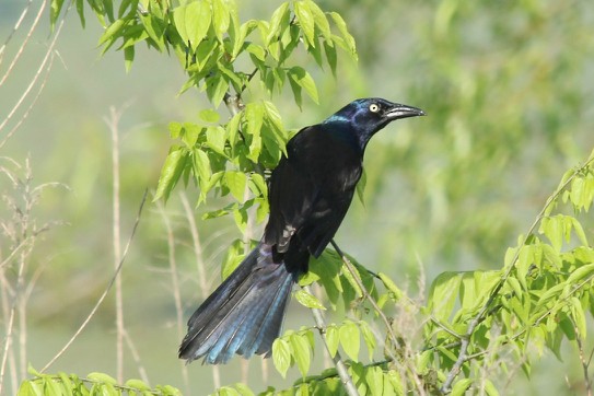 Common Grackle - ML62291311