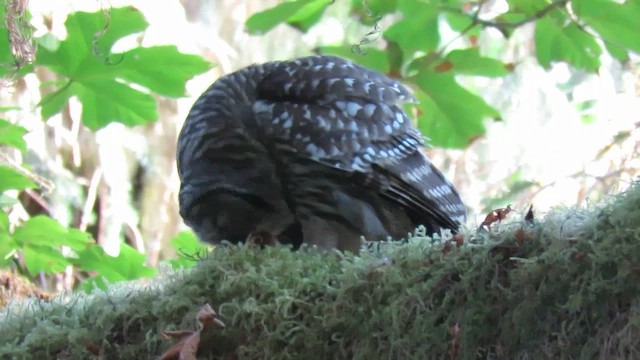 Barred Owl - ML622913116