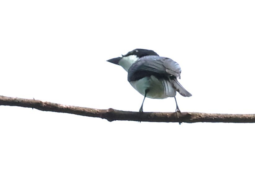 Moluccan Flycatcher - ML622913134