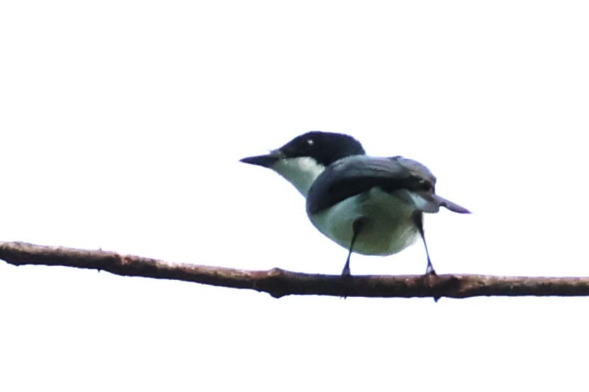 Moluccan Flycatcher - ML622913135