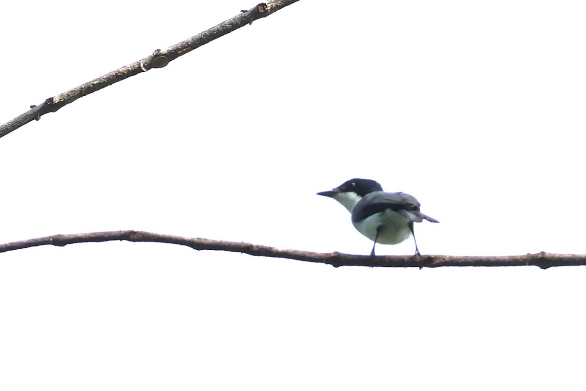 Moluccan Flycatcher - ML622913136