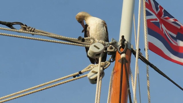 Red-footed Booby - ML622913150