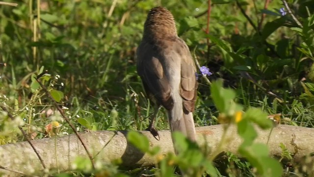 Large Gray Babbler - ML622913173