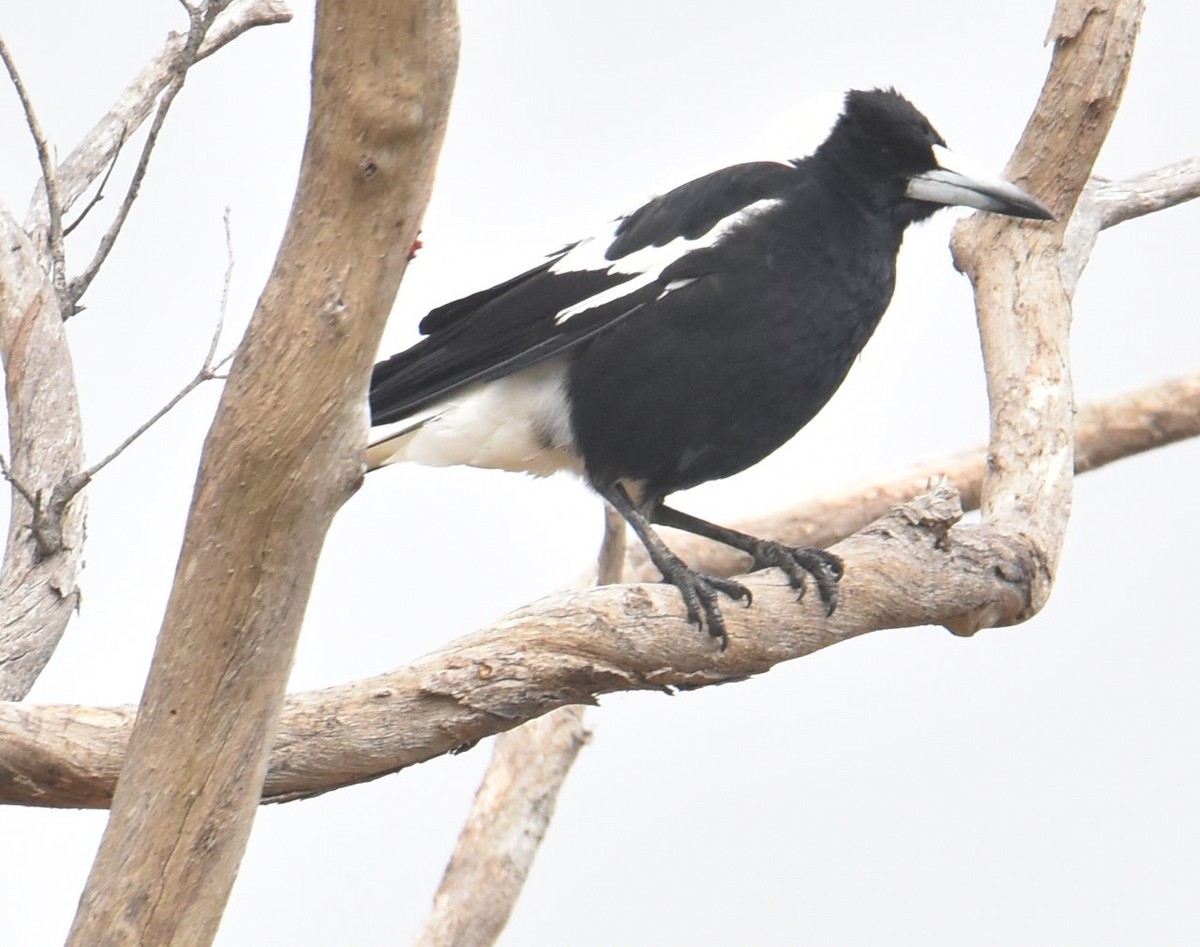 Australian Magpie - ML622913196