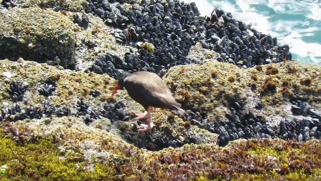 Black Oystercatcher - ML622913200