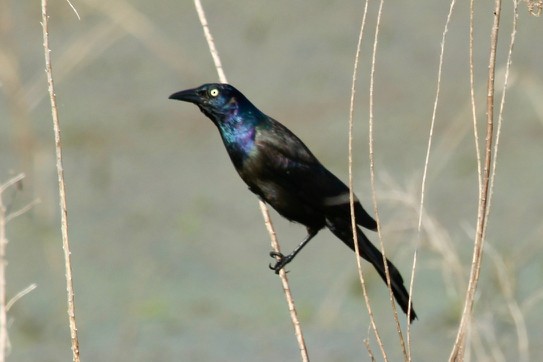 Common Grackle - ML62291321