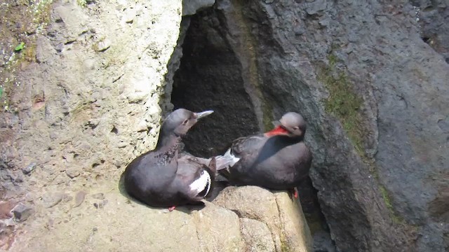 Pigeon Guillemot - ML622913222