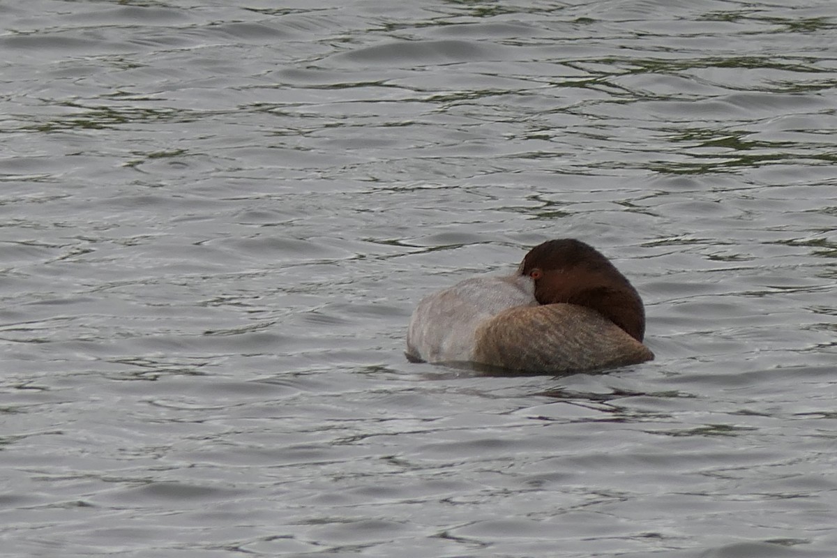 Common Pochard - Matteo Andresen