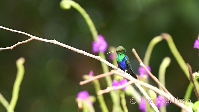 Fork-tailed Woodnymph - ML622913250