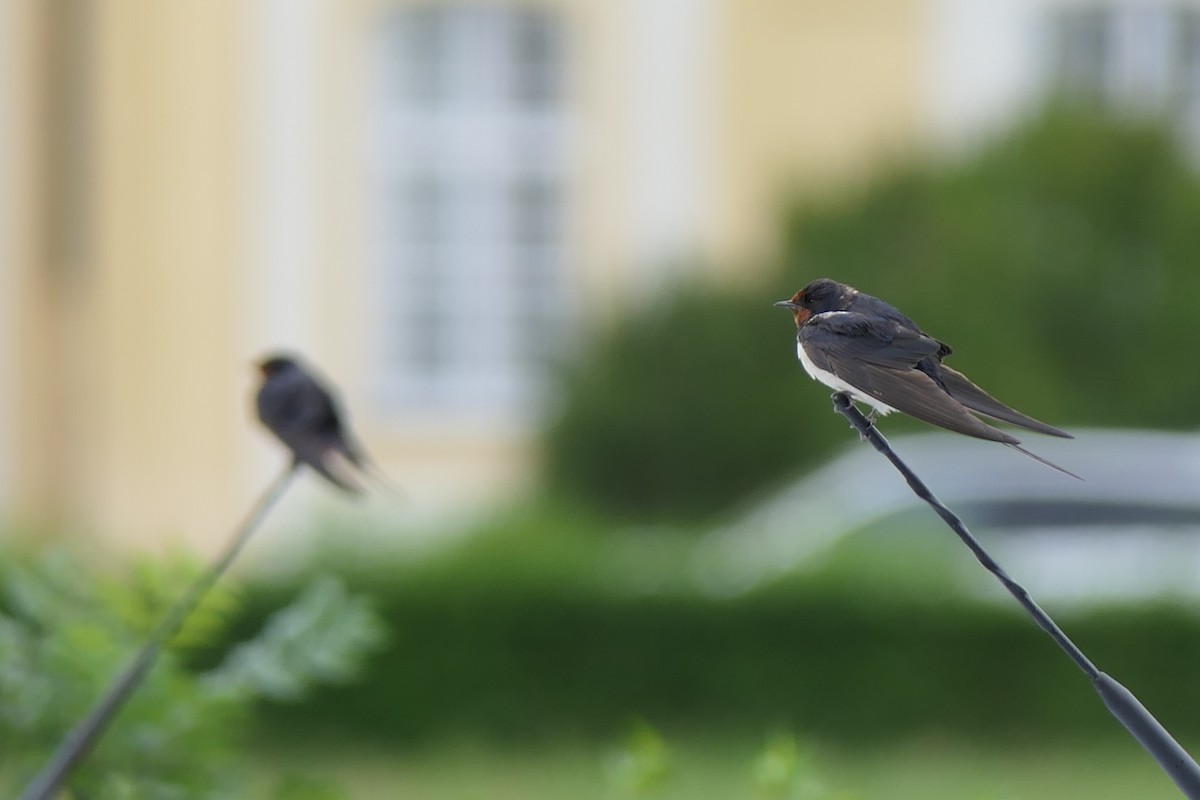 Golondrina Común - ML622913262